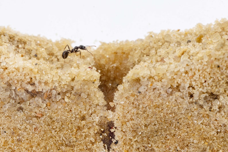 Sand Ant Farm Basc Anthll, Formcarum, Educatonal, Ants NO ANTS