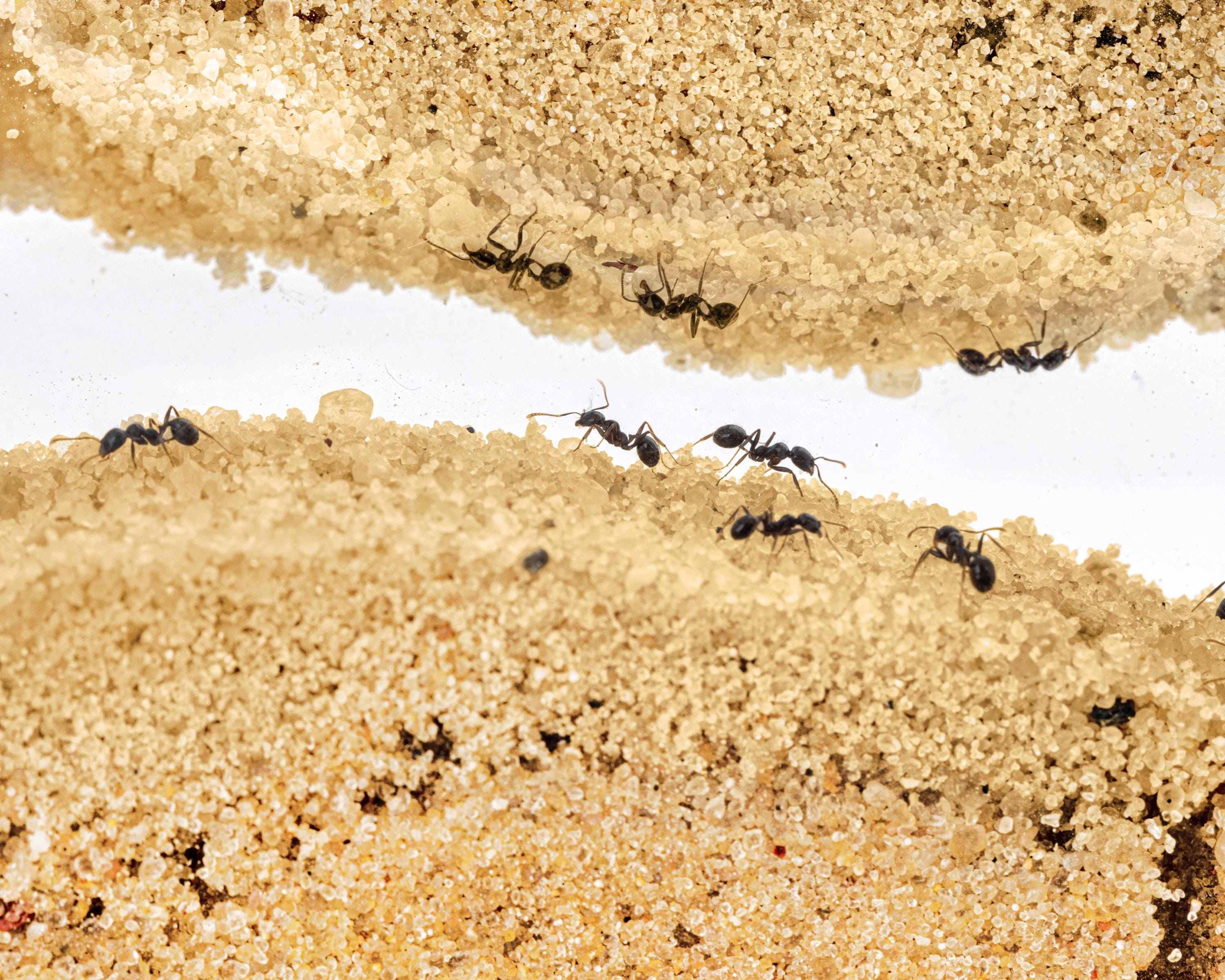 Sand Ant Farm Basc Anthll, Formcarum, Educatonal, Ants NO ANTS