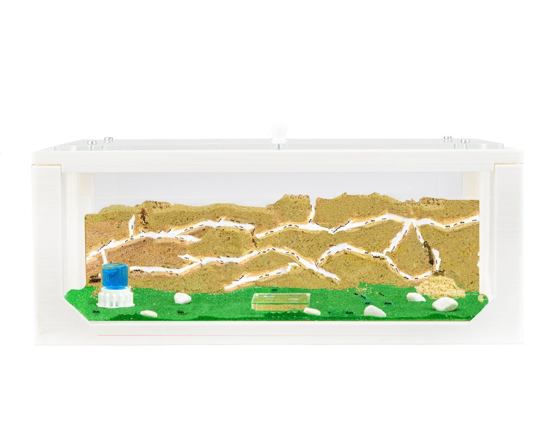 Sand Ant Farm Mini - Educational Formicarium For Kids (Ages 8-99) - Anthouse - View #3