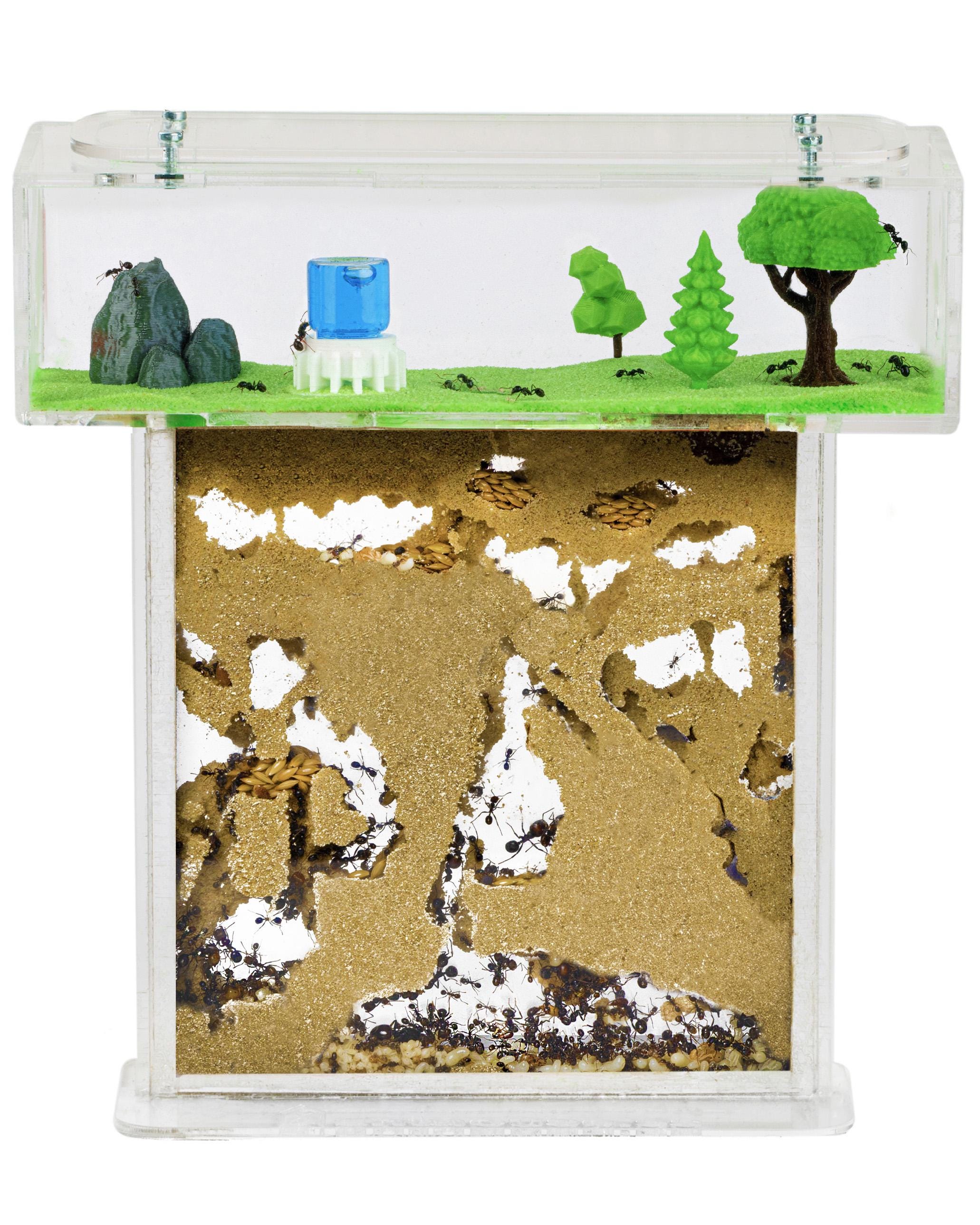 Ameisenfarm T Acryl (ameisen Mit Königin Free)(ant Farm