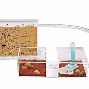 Sand Ant Farm Mini (Anthill, Formicarium, Educational, Ants) NO ANTS