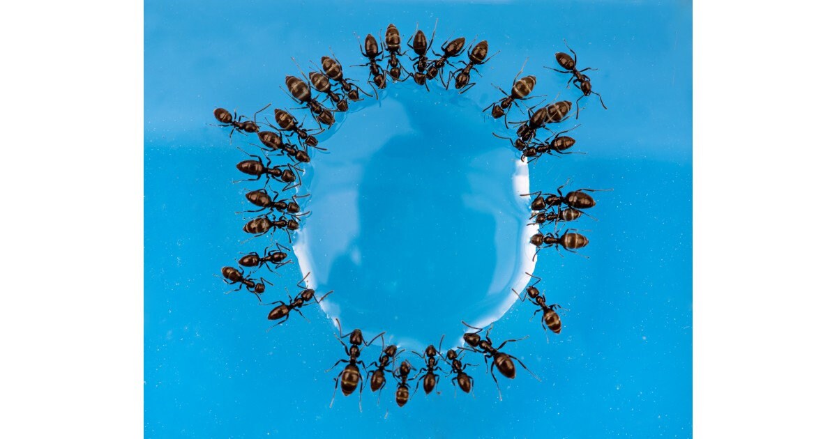 Alimento Per Formiche AntHouse Blue Sugar - 50 Ml, A Base Di Zucchero, Integratore Energetico Per Terrari - Foto 13