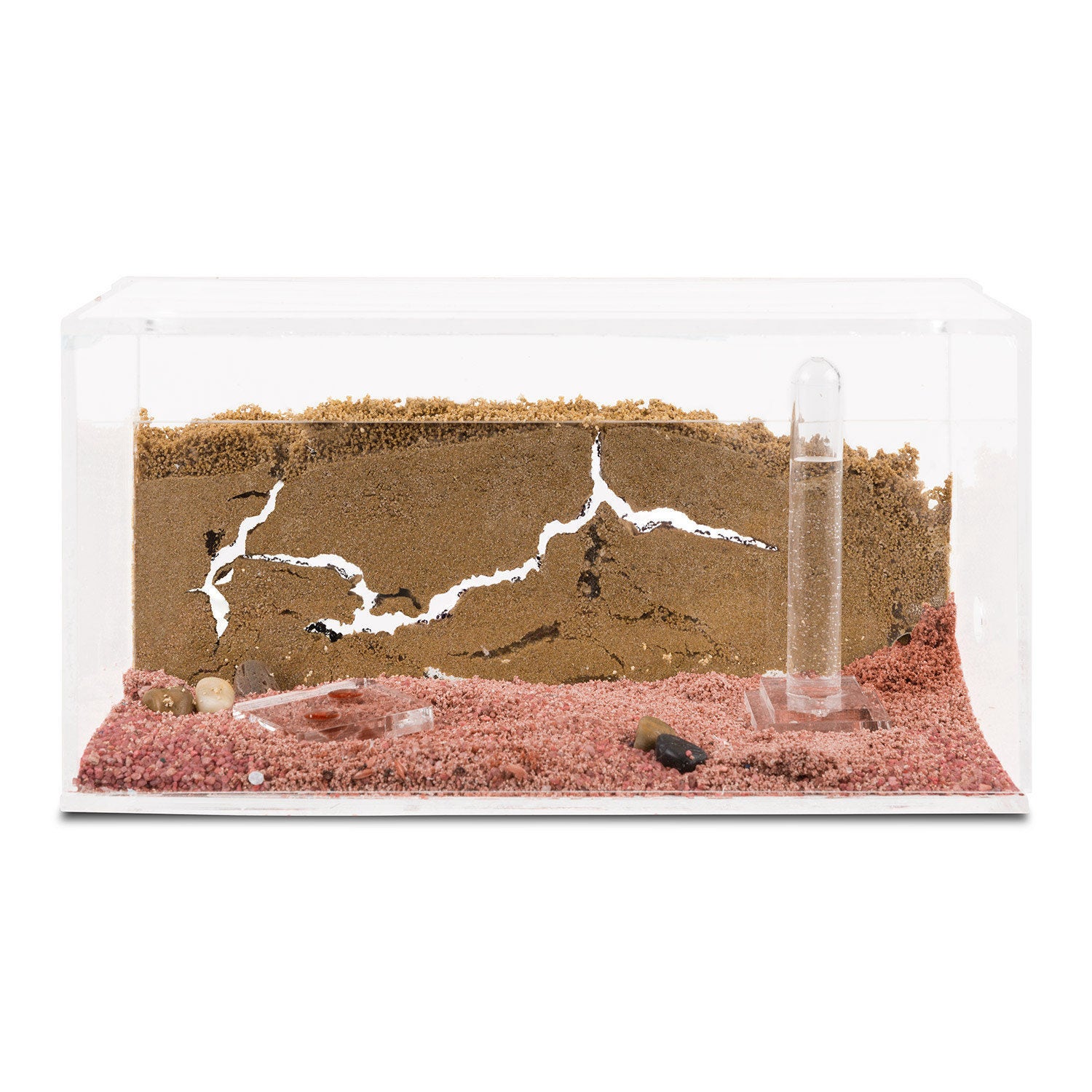 NEW LIVE ants Ant workshop Ant farm New educational for micarium ant nest.