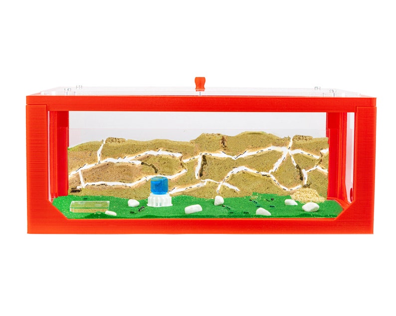 Sand Ant Farm Basc Anthll, Formcarum, Educatonal, Ants NO ANTS