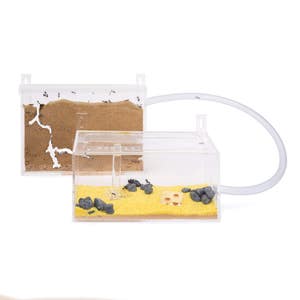 Sand Ant Farm Wall Kit (Anthill, Formicarium, Educational, Ants) NO ANTS