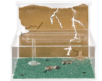 Anthouse - Natural Sand Ants - Kit L (sandwich + Forage Box) (NO
