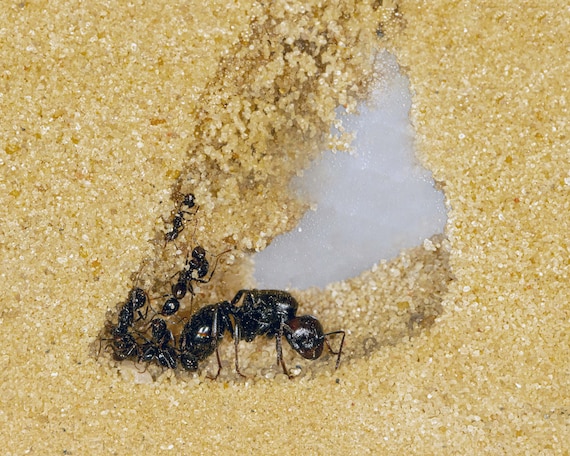 Hormiguero de arena con hormigas gratis y reina Formicarium -  México