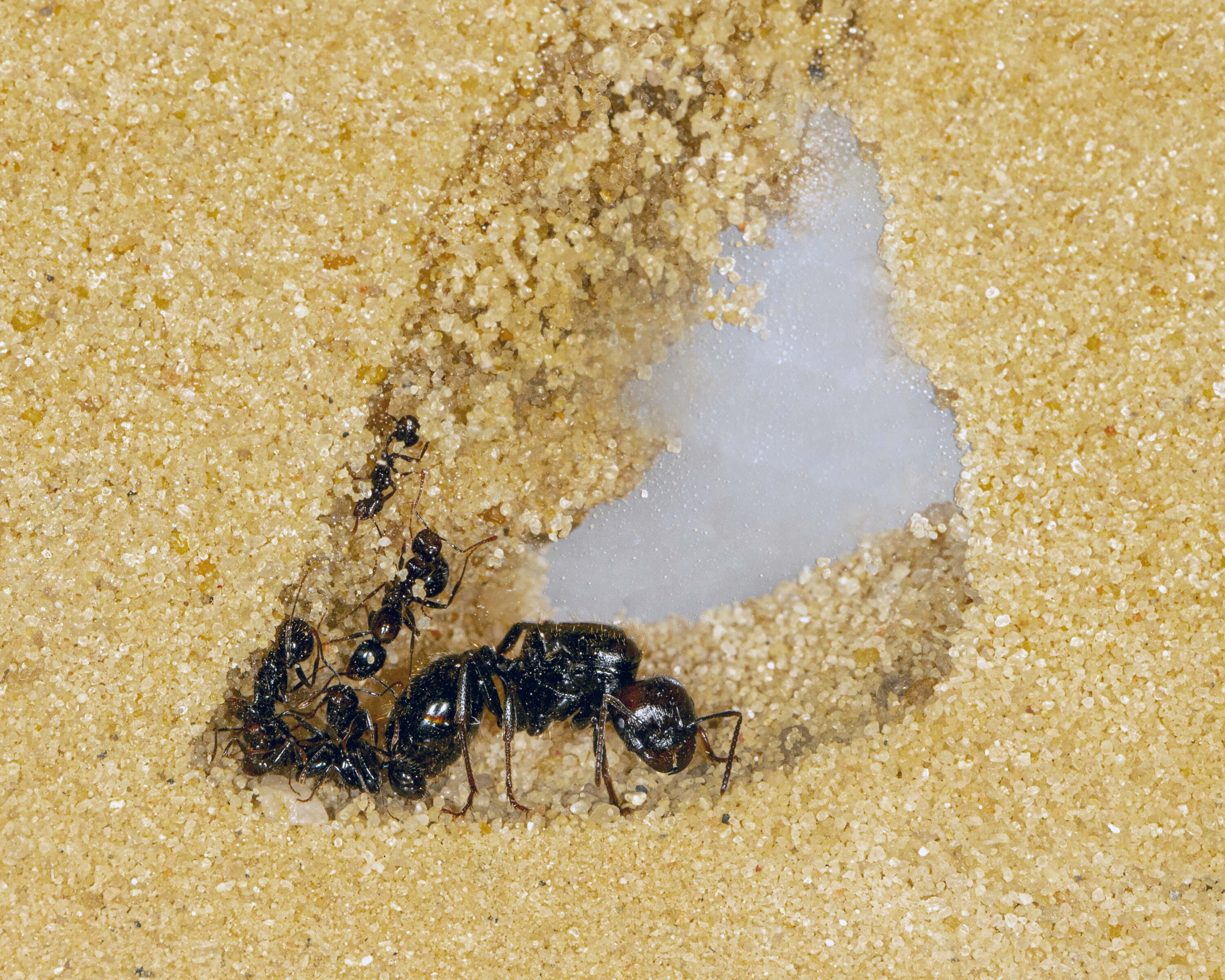 Sand Ant Farm Basc Anthll, Formcarum, Educatonal, Ants NO ANTS