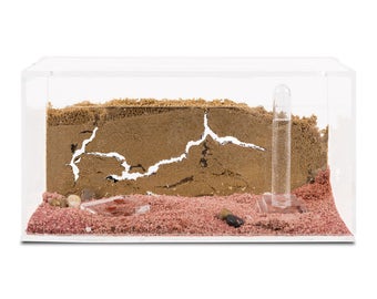 Ameisenfarm Starterkit (Ameisen mit Königin GRATIS)(Formicaio, formicaio, formiche)