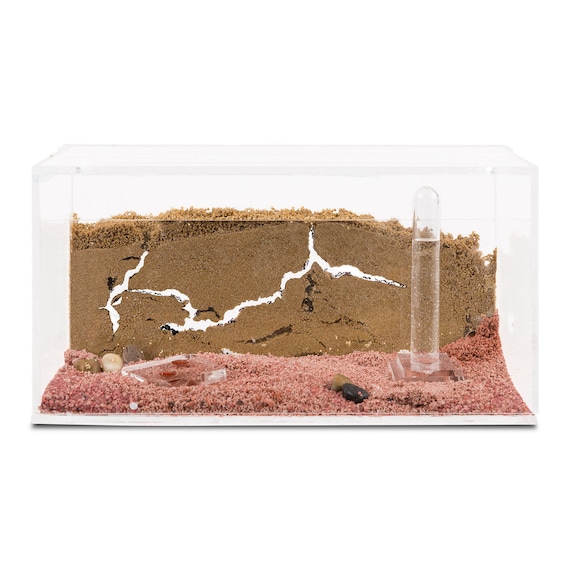 Piasek Mrowisko Z Wolnymi Mrowkami Z Krolowa Formicarium Etsy