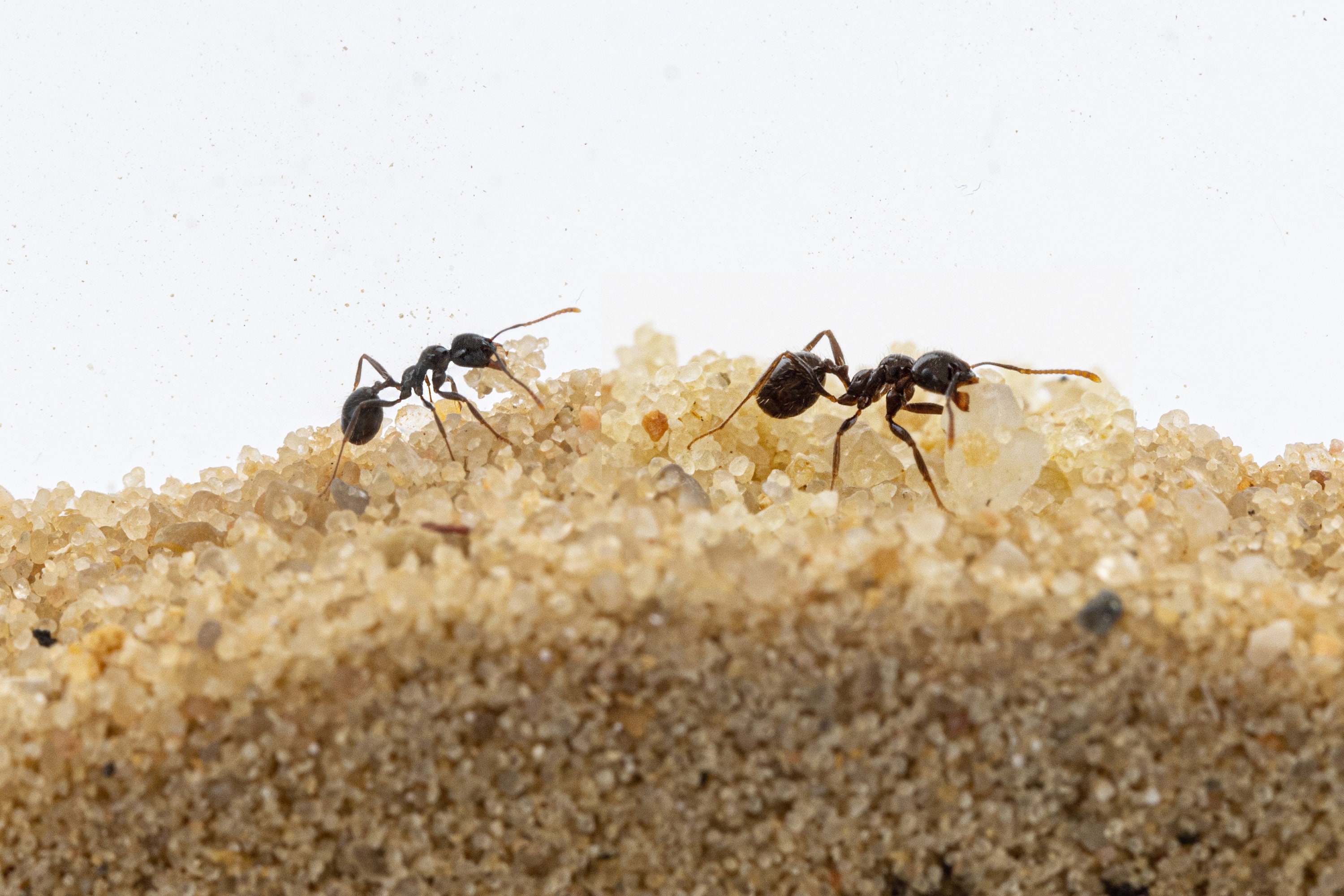 Sand Ant Farm Basc Anthll, Formcarum, Educatonal, Ants NO ANTS