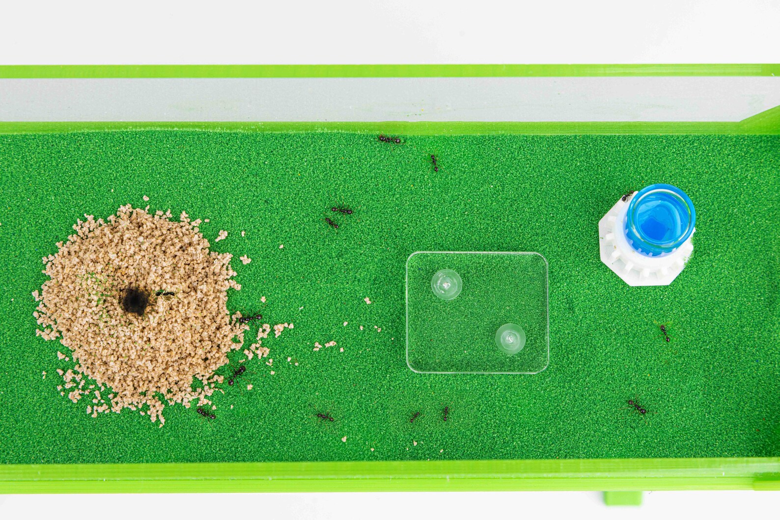 thumbnail image 2 of Sand Ant Farm T – Educational Formicarium Kit (Anthill Habitat For Kids, Ages 8+) 2 of 5