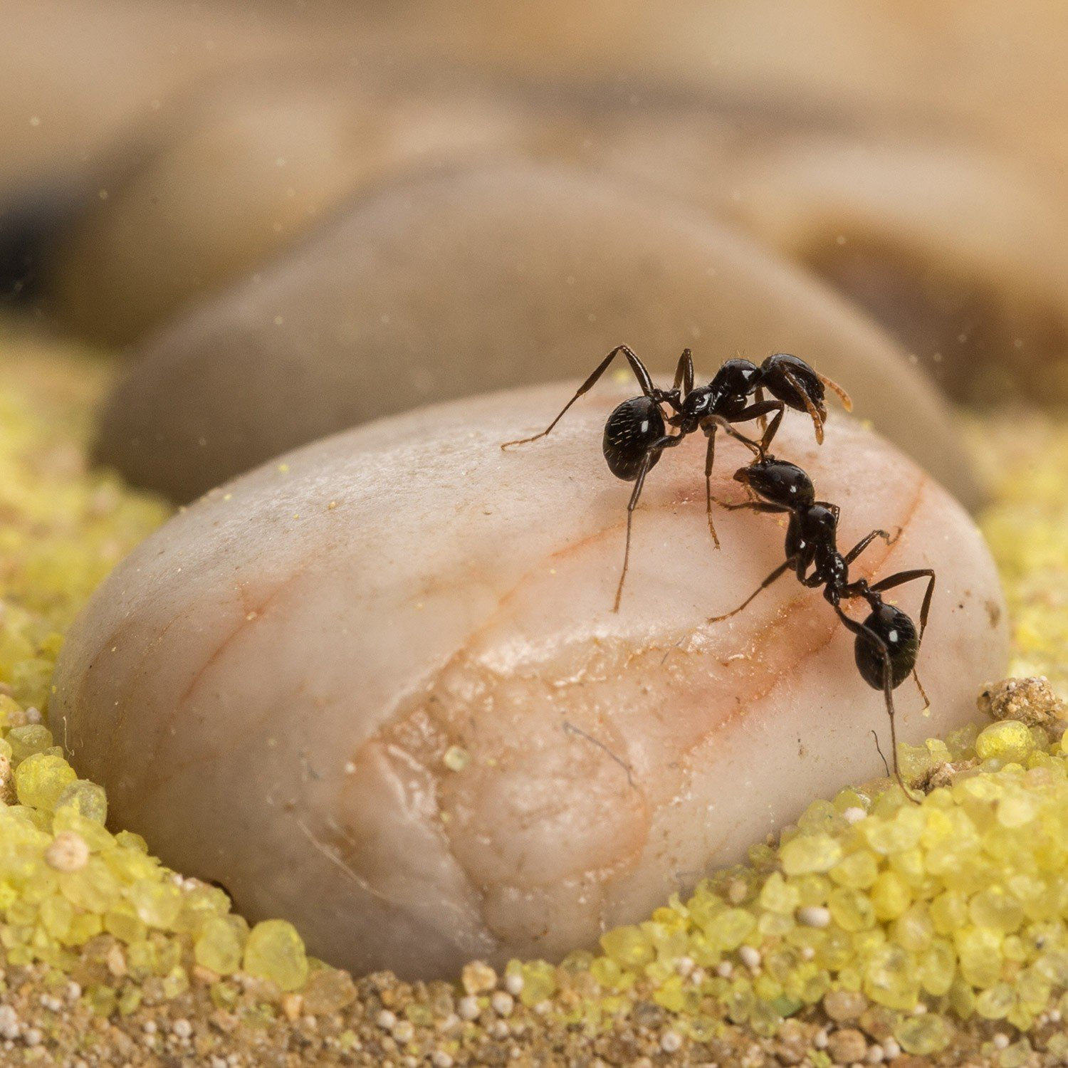 Ameisenfarm Kostenfreie Ameisen mit Königin Ant Farm Circle BIG 