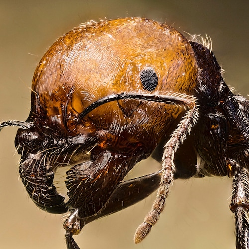 AntHouse - Formicacio Naturale Di Sabbia - Kit Parete Big Acrilico Formiche Incluse Con Regina - Foto 14