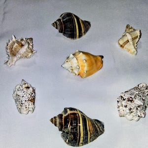May include: A collection of six distinct seashells arranged in a circular pattern. The set includes two dark brown shells with vertical tan stripes, one smooth orange shell, one white spiky shell, one white shell with brown spots, and one textured white shell.