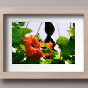 Flower Photography - Flower Print - Floral Photography - Nature Photography - Photography Print - Wall Art - Printable Wall Art - Home Decor