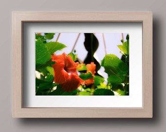 Flower Photography - Flower Print - Floral Photography - Nature Photography - Photography Print - Wall Art - Printable Wall Art - Home Decor