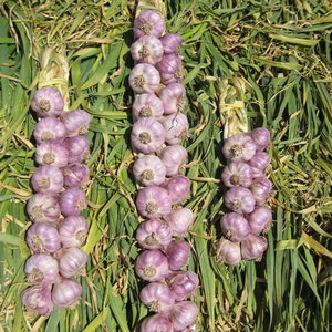 Organic Garlic Braid (Hand Made & Beautiful!)  *Shipping Begins 2nd Week of May 2024*