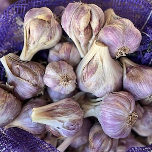 Ugly Certified Naturally Grown Organic Purple Spring Garlic – Volcanic Mineral-Rich & Bold Flavor - Non-GMO