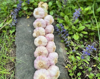 Organic Garlic Braid – Mediterranean Style, Hand-Braided 10 Bulbs Non-GMO, Certified Organic