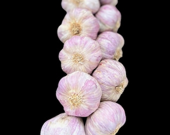 Mediterranean Style Organic Garlic Braid - Hand-Braided Bold River Valley Garlic, 10 Bulbs, Pre-Order for May