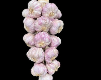 Organic Garlic Bouquet – Hand-Braided Volcanic Kitchen Wall Hanging (2lb) Non-GMO, Certified Organic
