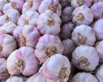 Certified Naturally Grown Organic Purple Spring Garlic – Volcanic Mineral-Rich & Bold Flavor - Non-GMO