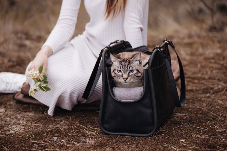 cat carrying purse
