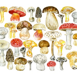 Les champignons / Pilz Aquarell digitaler Obst und Gemüse Druck, Küchenkunst Bild 2