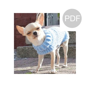 Può includere: Un piccolo chihuahua marrone chiaro con un maglione di lana blu chiaro. Il cane è in piedi su un patio di mattoni.
