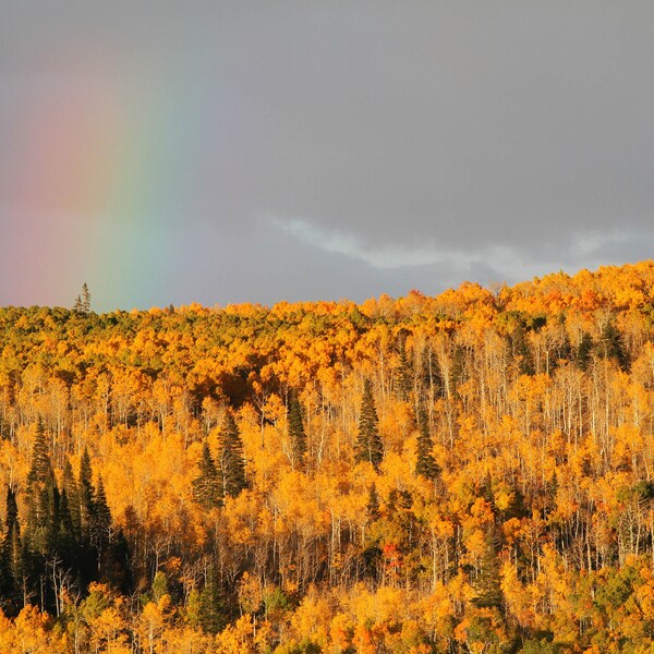 Grand Mesa Fall Aspens Rainbow, Colorado - Loose Metallic Finish Print, Aluminum Metal Print, Canvas Wrap