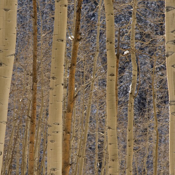 Aspen Trees, Colorado - Loose Metallic Finish Print, Aluminum Metal Print, Canvas Wrap