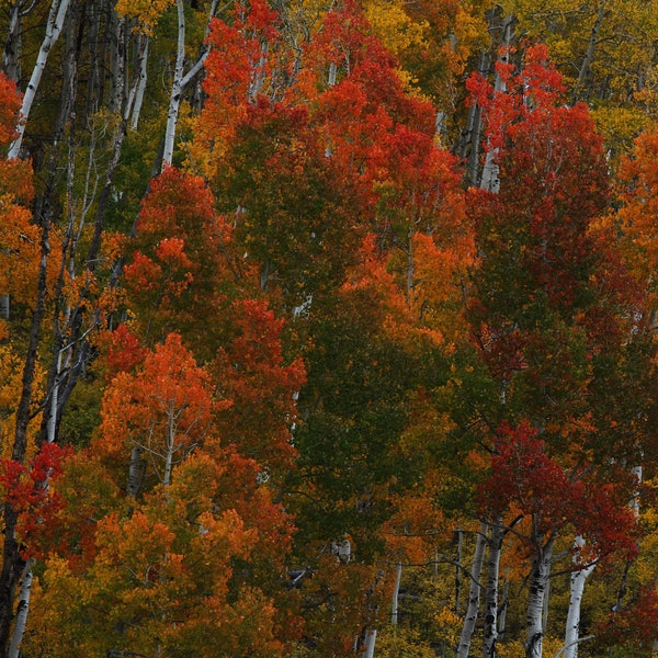 Aspen Trees, Fall Colors, Colorado - Loose Metallic Finish Print, Aluminum Metal Print, Canvas Wrap