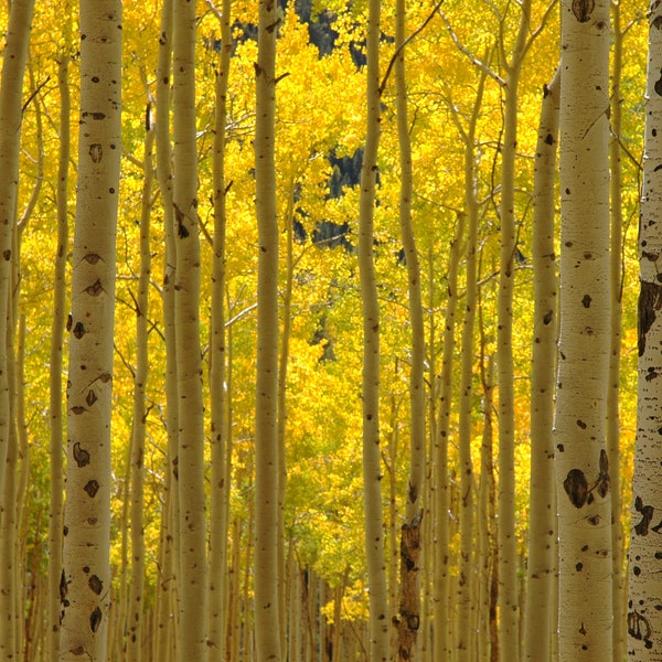 Aspen Trees, Fall Colors, Independence Pass, Colorado - Loose Metallic Finish Print, Aluminum Metal Print, Canvas Wrap