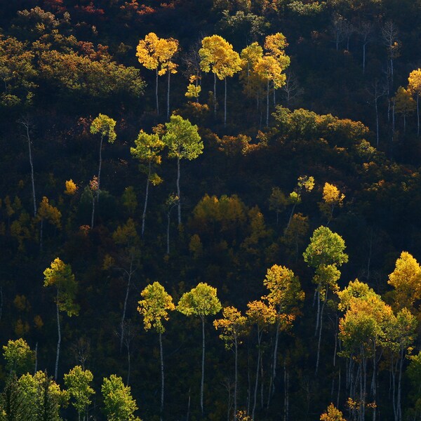 Aspen Trees, Fall Colors, Crystal River Valley, Colorado- Loose Metallic Finish Print, Aluminum Metal Print, Canvas Wrap