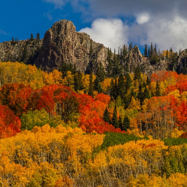 The Dyke, Fall Colors, Aspen Trees, Kebler Pass, Colorado - Loose Metallic Finish Print, Aluminum Metal Print, Canvas Wrap