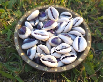Purple Cowrie Shell Bundles - Natural Shell