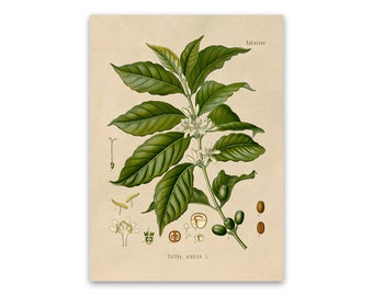 Coffee Illustration Etsy