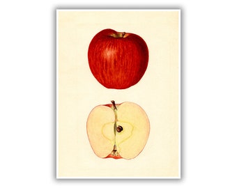 apple print art etsy