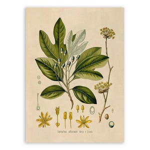 May include: A botanical print on a beige background featuring a Sassafras officinale plant with green leaves, small dark berries, and yellow flowers. The illustration includes detailed diagrams of plant parts and the text Sassafras officinale.