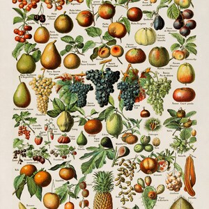 Adolphe Millot Fruit & Vegetable Vintage Print Set of 2, COM23 image 4