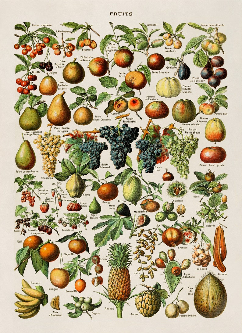 Adolphe Millot Fruit & Vegetable Vintage Print Set of 2, COM23 image 4
