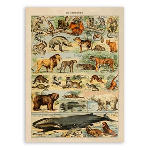 洋書 CLASSIC NATURAL HISTORY PRINTS MAMMALS 洋書 CLASSIC NATURAL HISTORY PRINTS MAMMALS Lot - Classic
