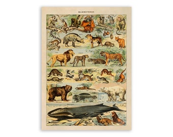 洋書 CLASSIC NATURAL HISTORY PRINTS MAMMALS WHITE LOTUS BOOKS - Classic Natural History Prints Mammals