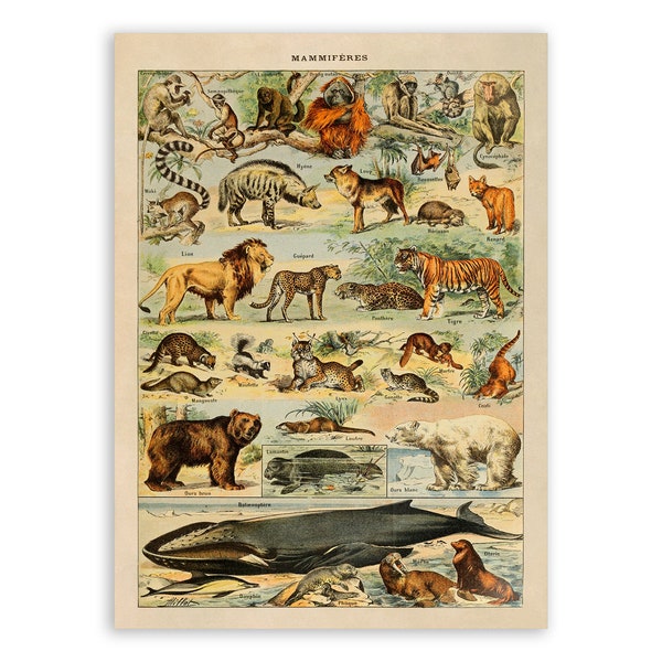 Animal Species Print, Vintage Style Mammals Illustration, Adolphe Millot Animals Chart Poster, Animals Artwork, AM45