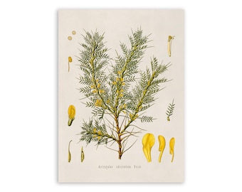 Persian Manna Plant Print, Medicinal Plants Botanical Illustration, Vintage Style Reproduction, MOBO 91