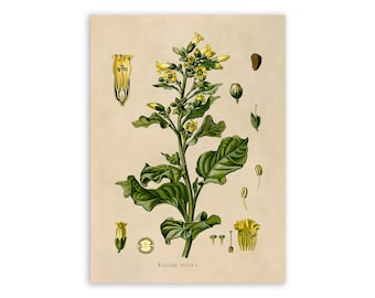 Tobacco Plant Botanical Art Print, Nicotiana Tabacum