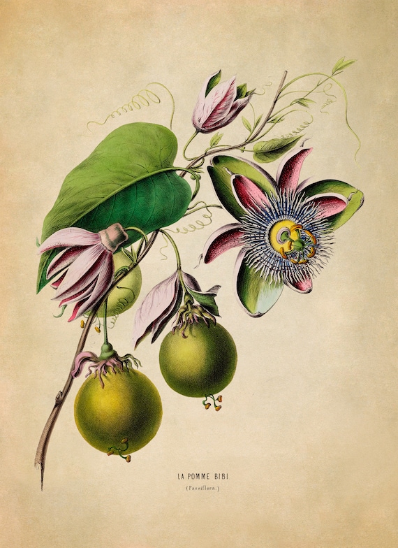 Passion Fruit Flower Print: Vintage Botanical Illustration, FDA56