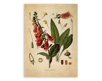 Fox Glove Plant Print, Medicinal Plants Botanical Illustration,  Vintage Style Reproduction, MOBO 188