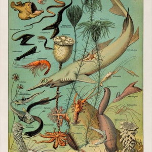 May include: A vintage educational illustration depicting various marine life, including fish, crustaceans, and invertebrates. The illustration is labelled with scientific names in French, such as "Centrophorus", "Plesiopeneus", and "Hyalonema".